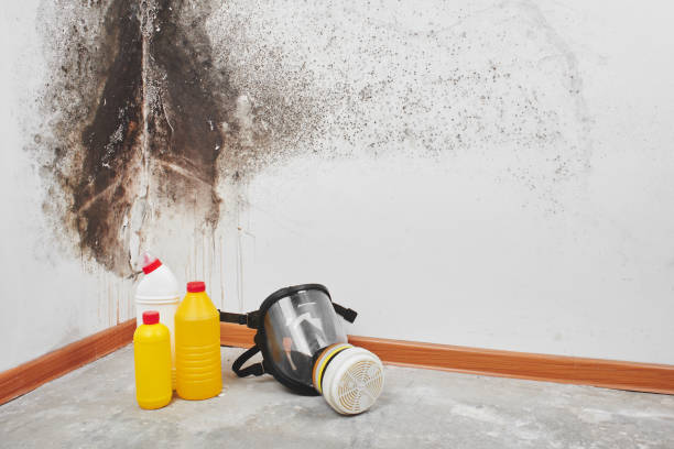 Best Best Mold Removal Companies  in Wyldwood, TX