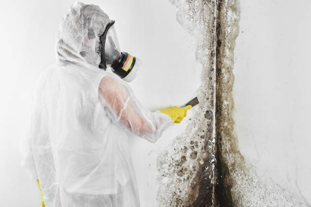 Best Home Mold Removal  in Wyldwood, TX