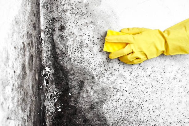 Best Commercial Mold Removal  in Wyldwood, TX