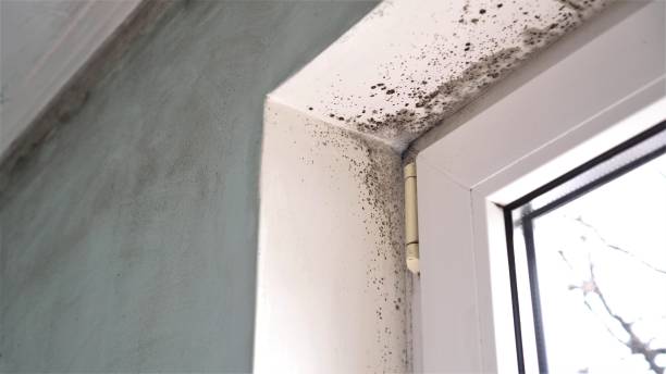 Best Mold Remediation  in Wyldwood, TX