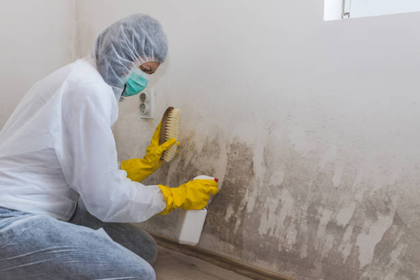 Best Local Mold Removal Service  in Wyldwood, TX