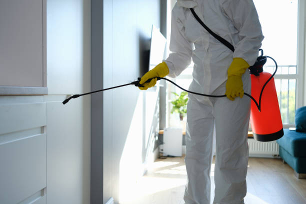 Attic Mold Removal in Wyldwood, TX