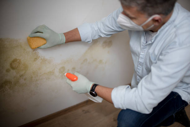 Best Mold Damage Repair  in Wyldwood, TX