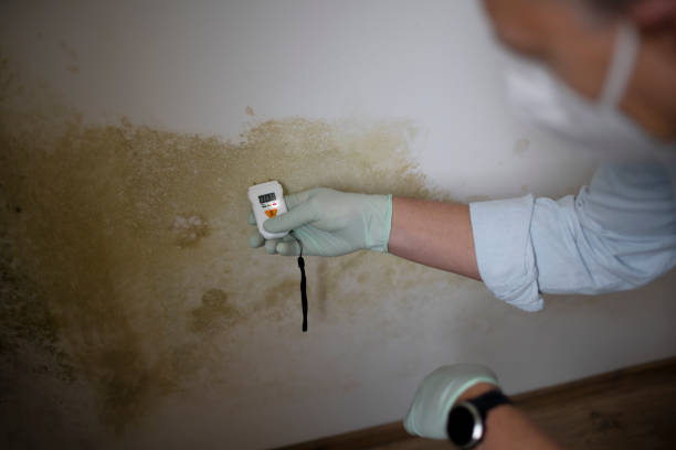 Best Certified Mold Removal  in Wyldwood, TX