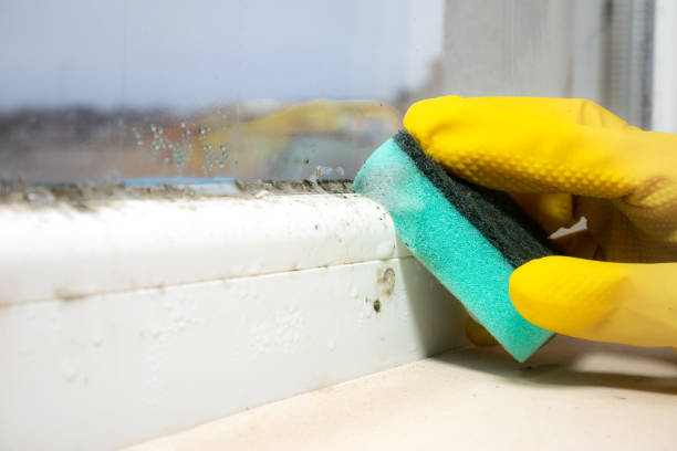 Best Attic Mold Removal  in Wyldwood, TX