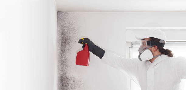 Certified Mold Removal in Wyldwood, TX