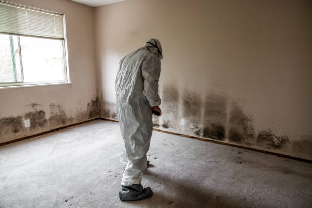 Best Certified Mold Removal  in Wyldwood, TX