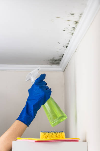 Best Office Mold Removal Services  in Wyldwood, TX